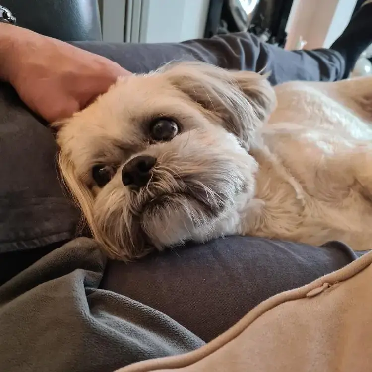 Shih Tzu