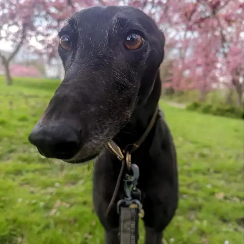 Greyhound