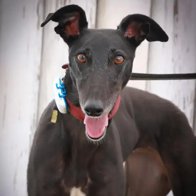 Greyhound