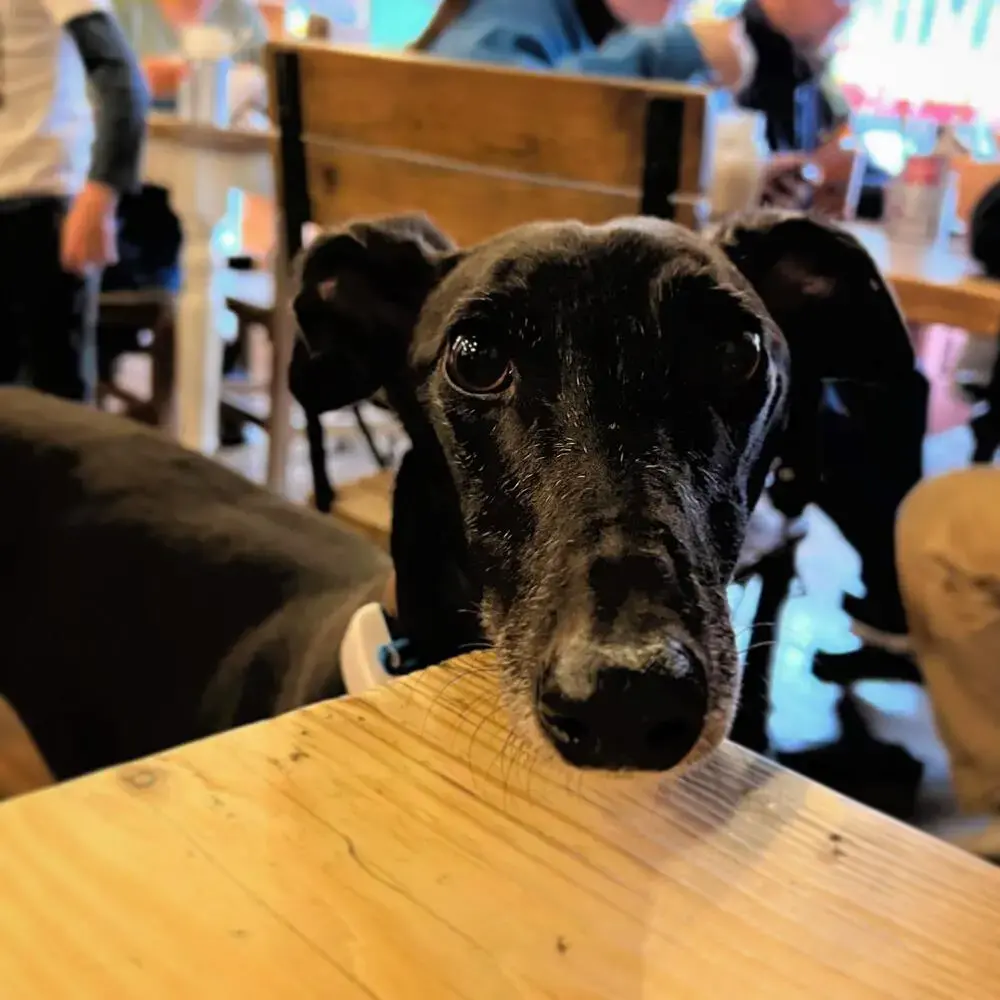 Greyhound