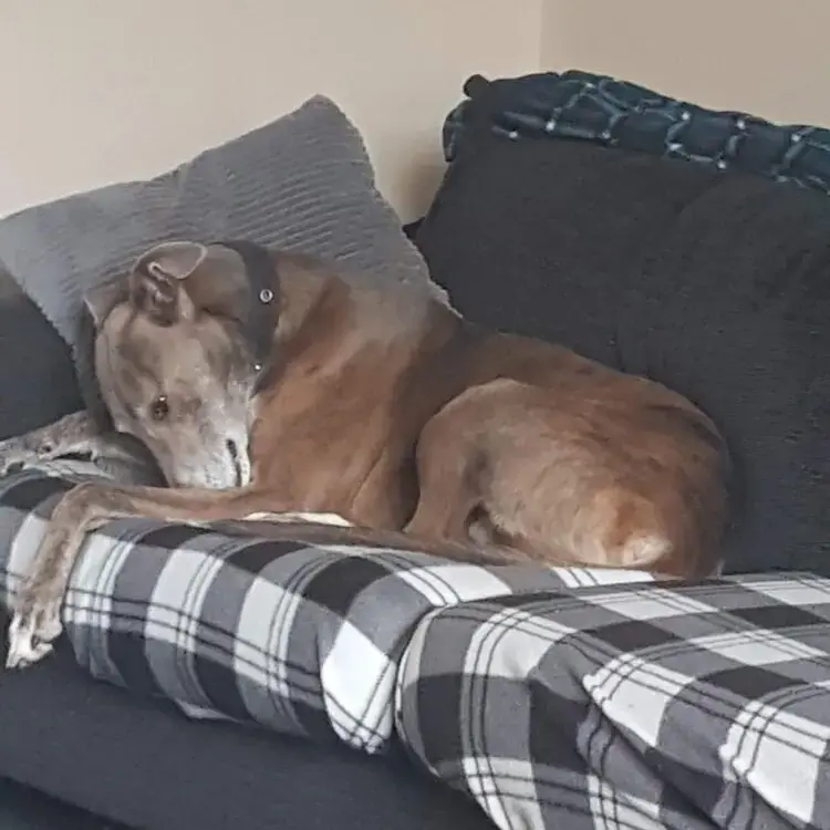 Lurcher