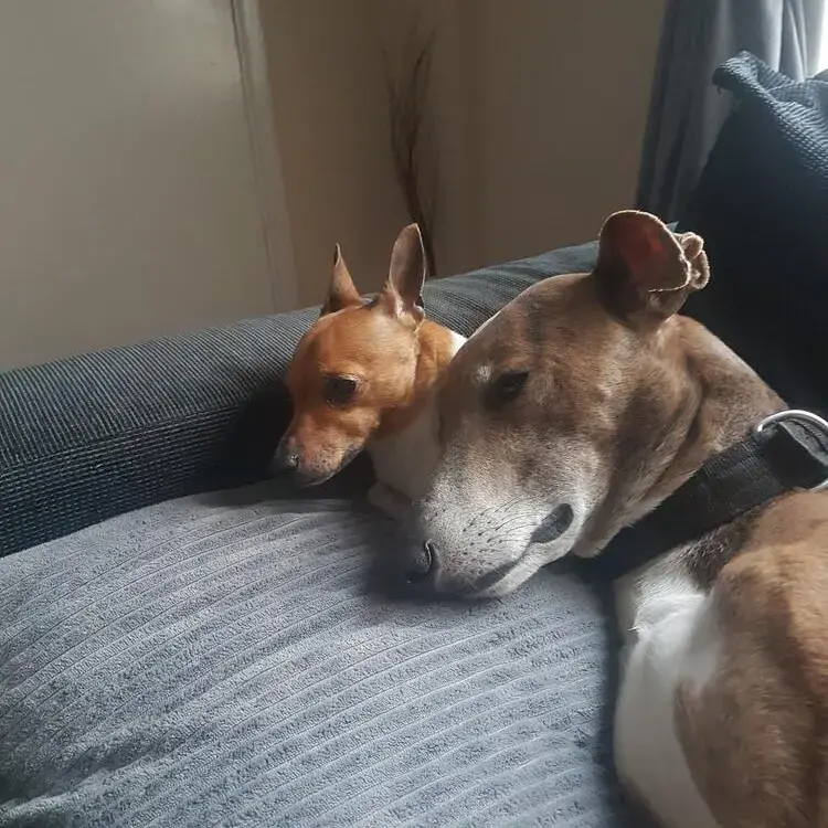 Lurcher