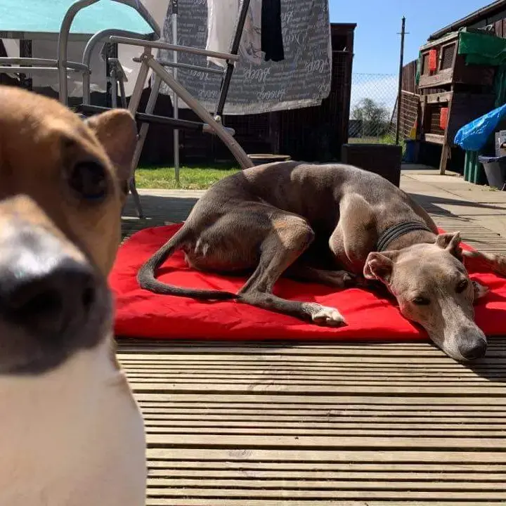 Lurcher