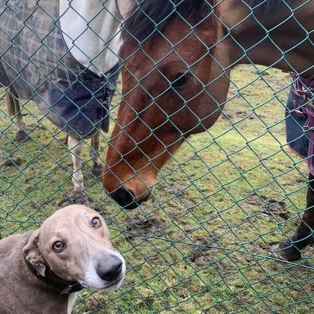 Lurcher