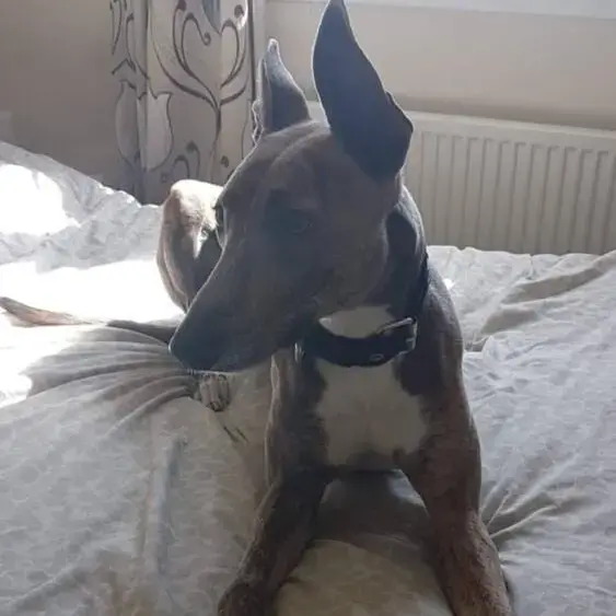Lurcher
