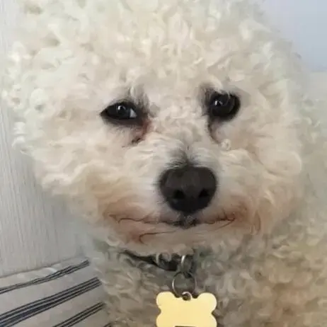Bichon Frise