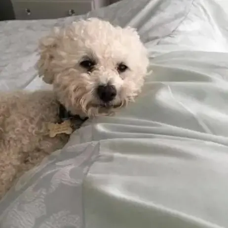 Bichon Frise