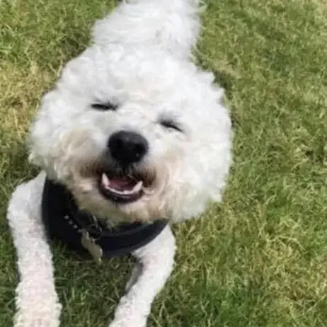 Bichon Frise