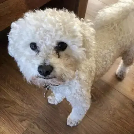 Bichon Frise
