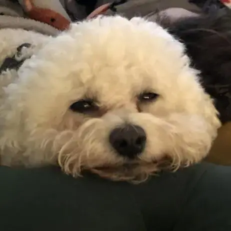 Bichon Frise