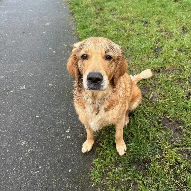 Golden Retriever