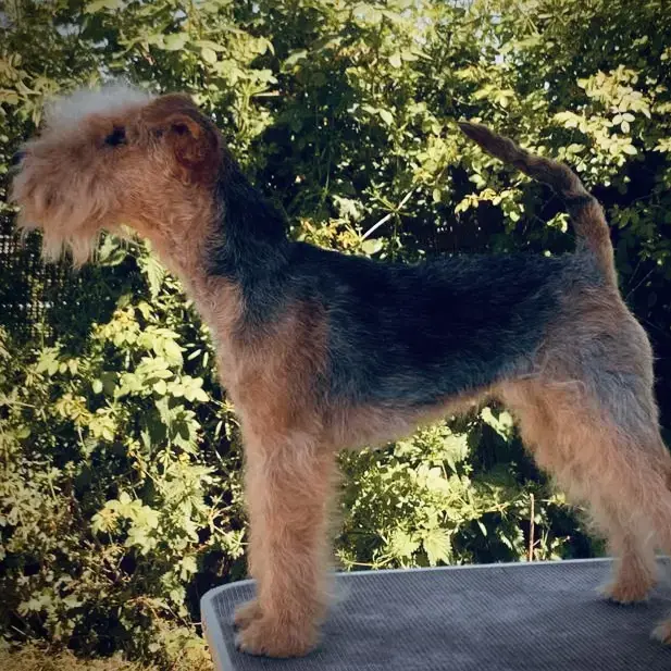 Lakeland Terrier