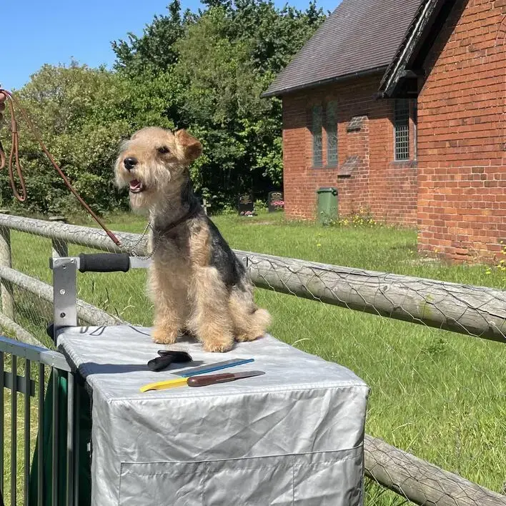 Lakeland Terrier