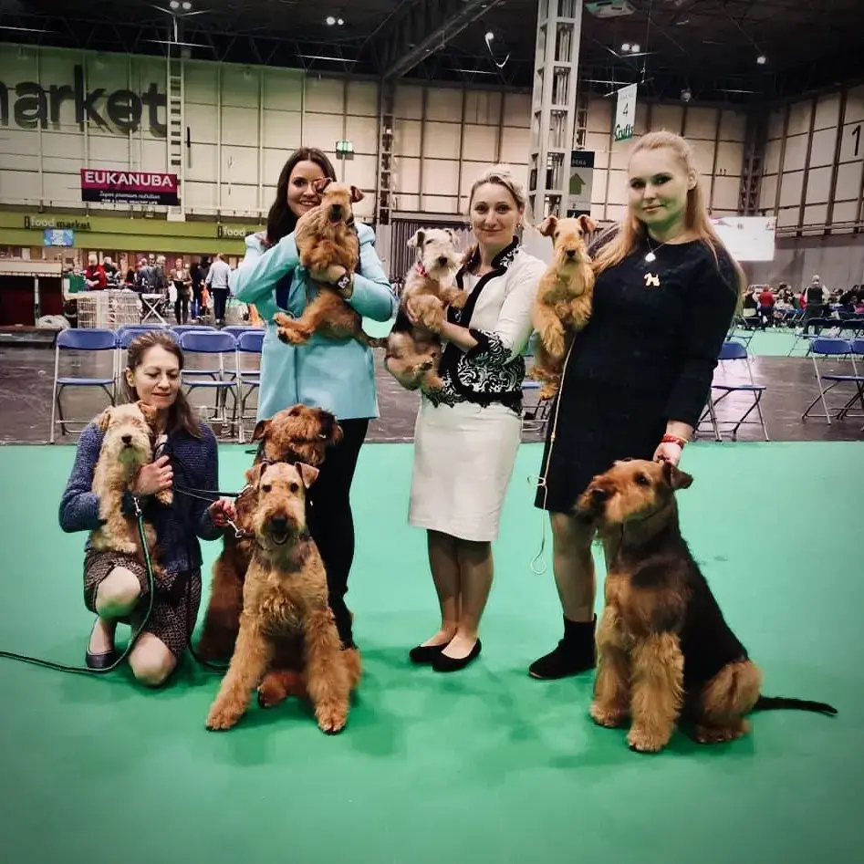 Lakeland Terrier