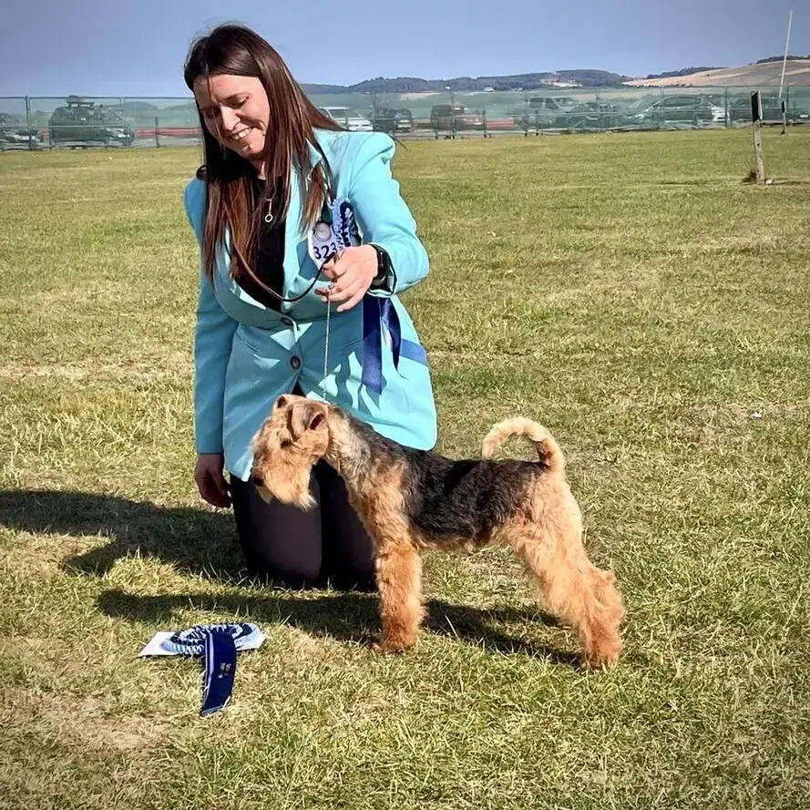 Lakeland Terrier