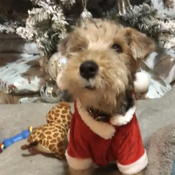 Lakeland Terrier