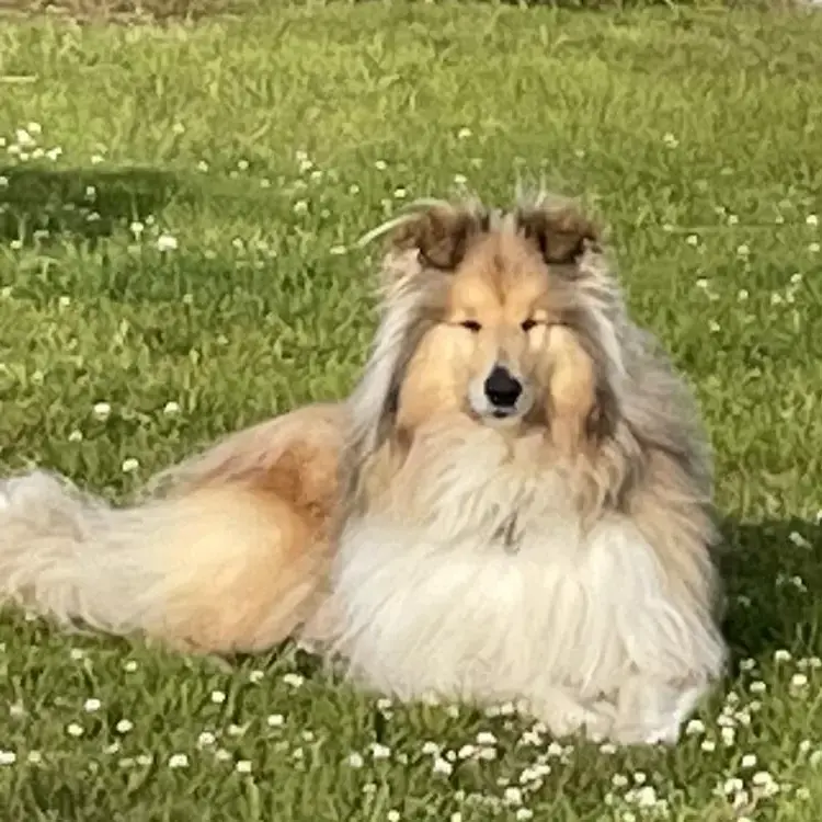 Collie (Rough)