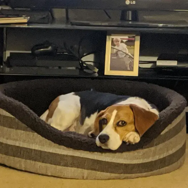 Beagle