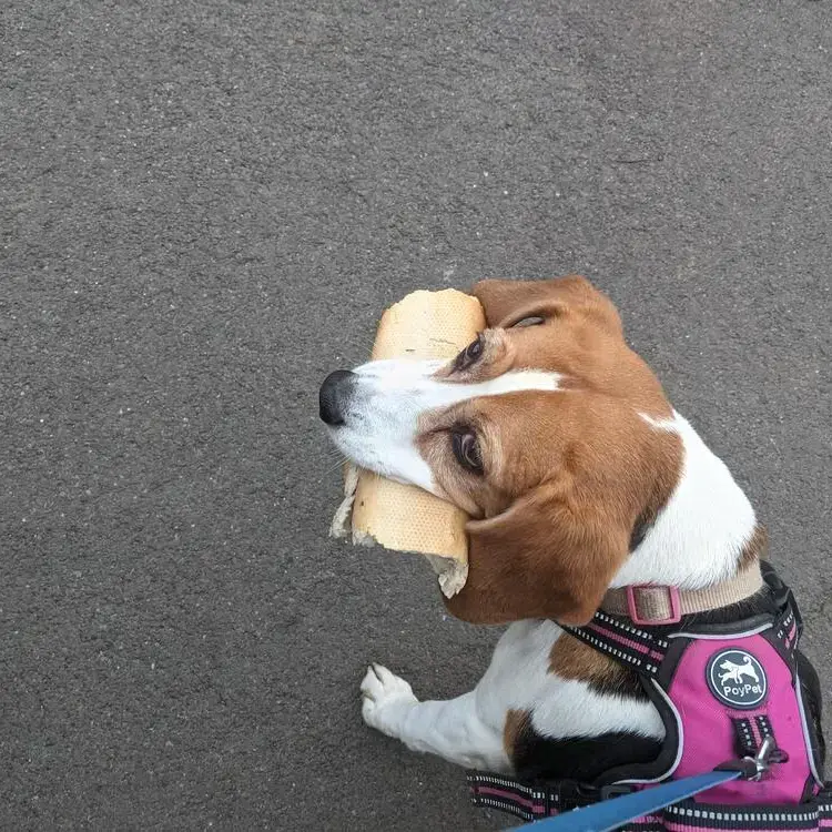 Beagle