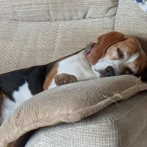 Beagle