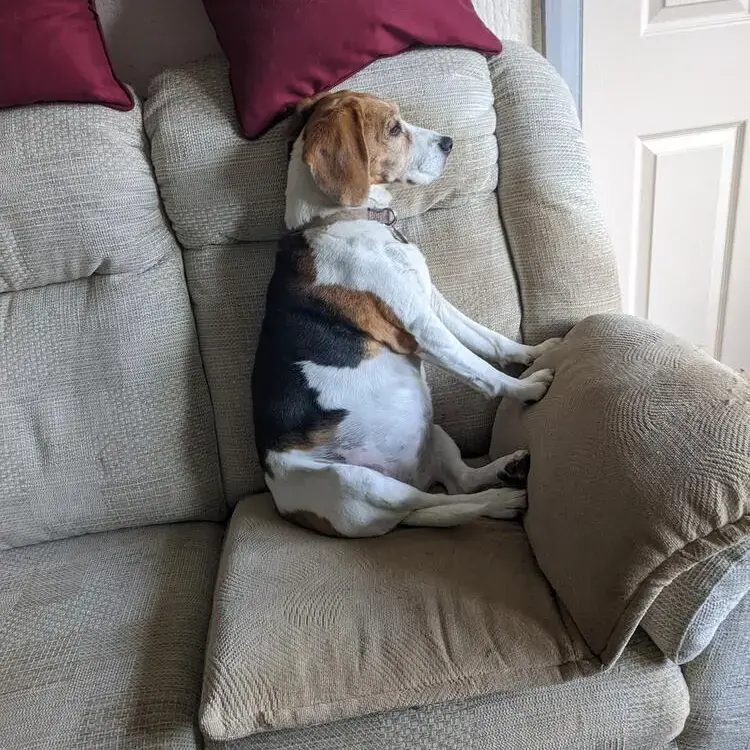Beagle