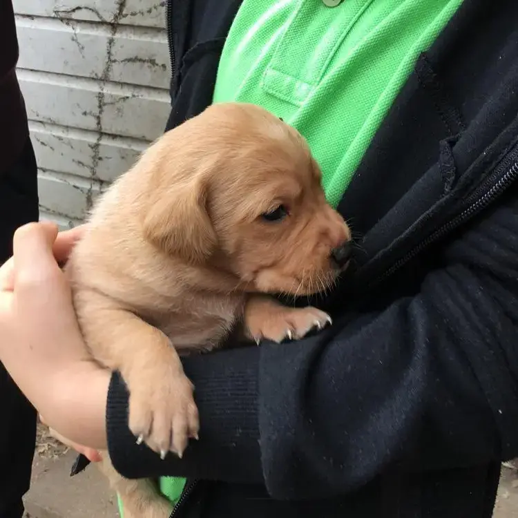Labrador Retriever