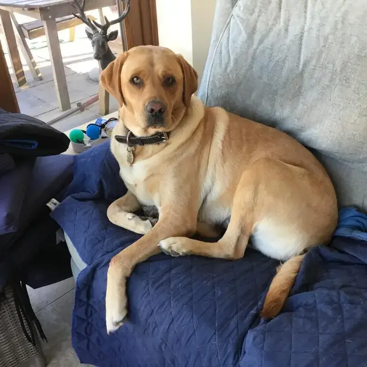 Labrador Retriever