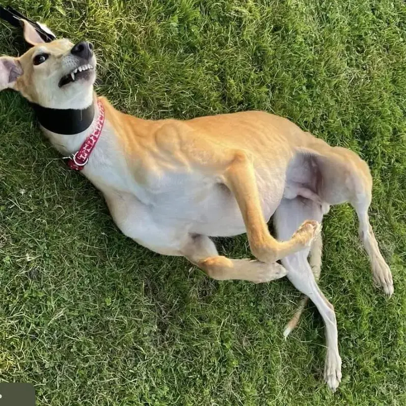 Greyhound