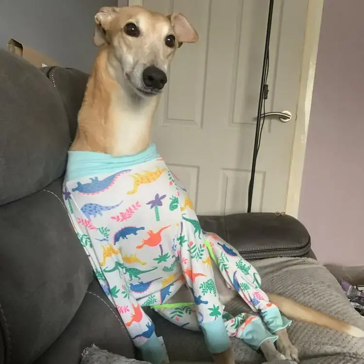 Greyhound