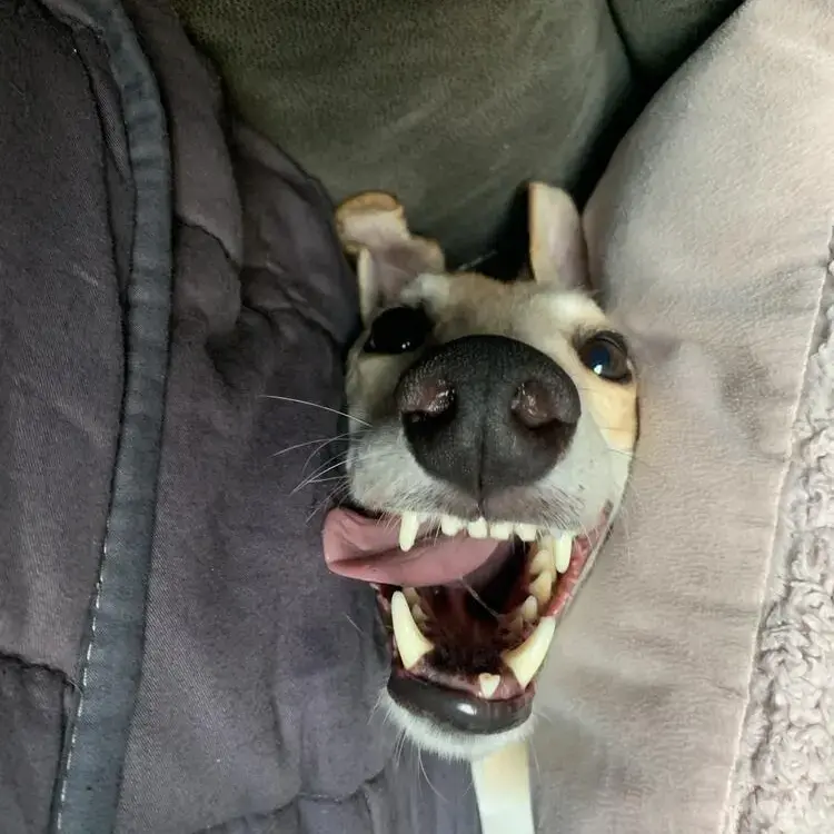Greyhound