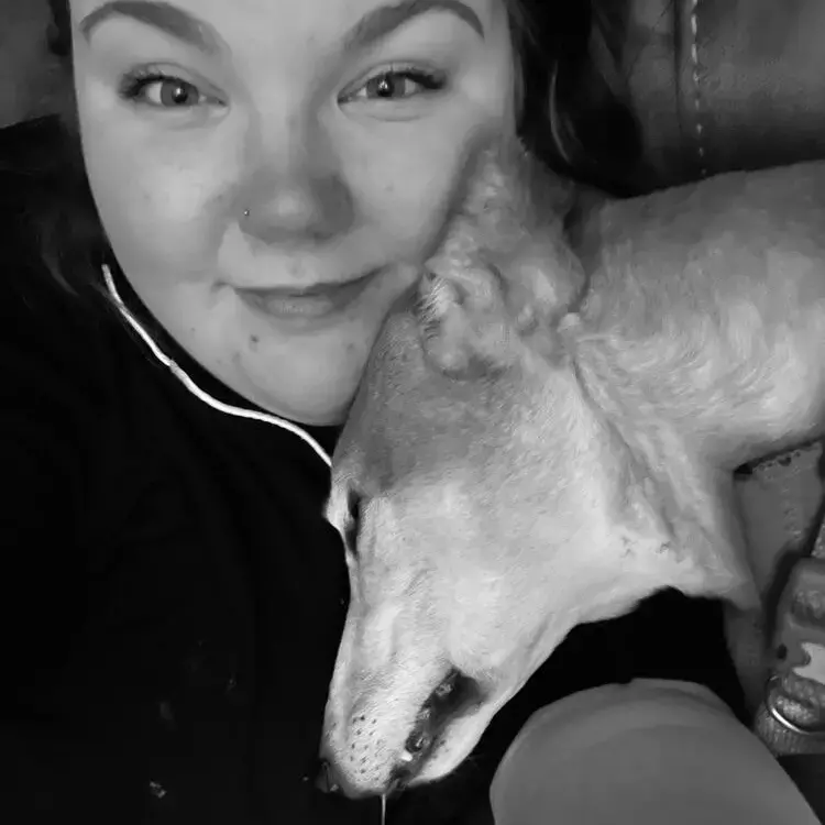 Greyhound