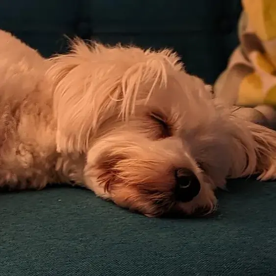West Highland White Terrier