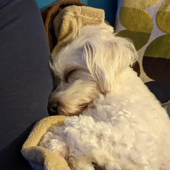 West Highland White Terrier