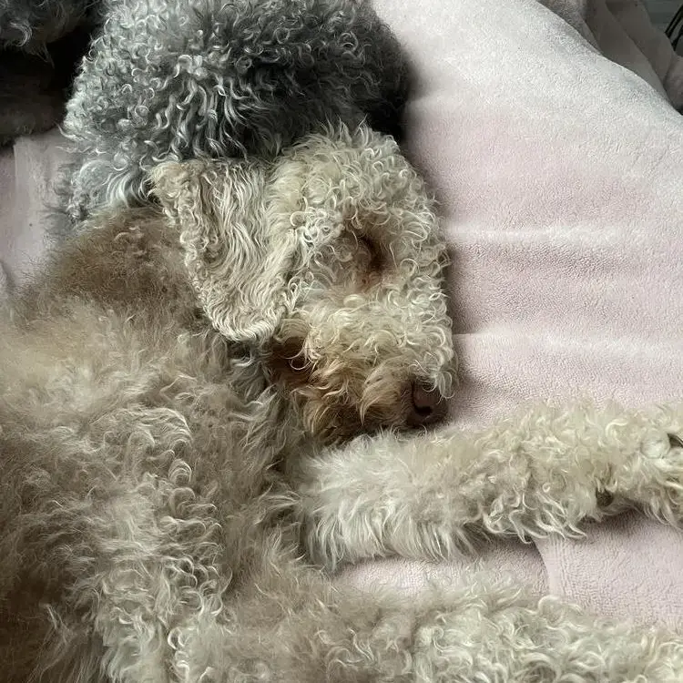 Bedlington Terrier