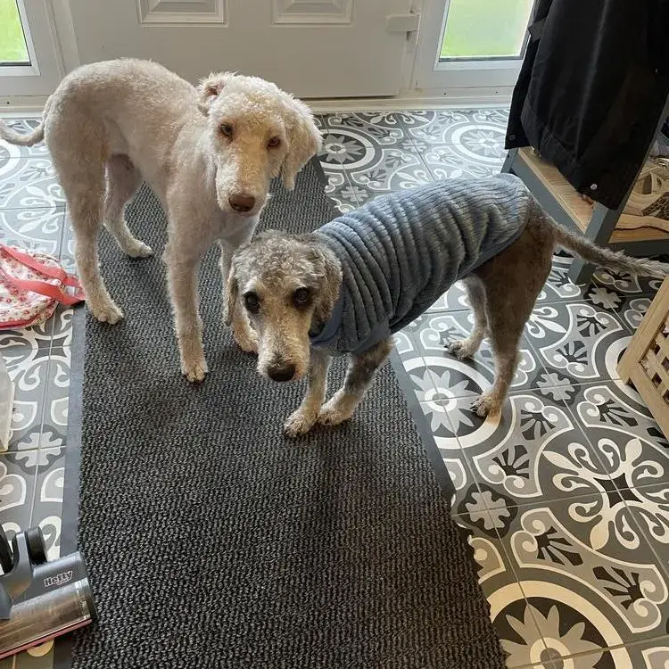 Bedlington Terrier