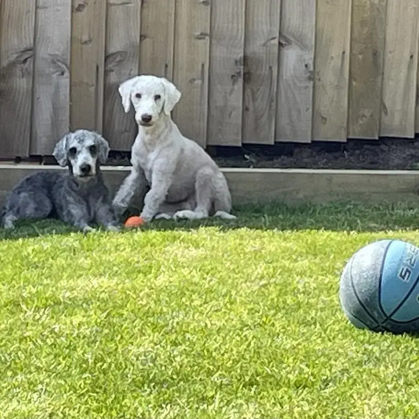 Bedlington Terrier