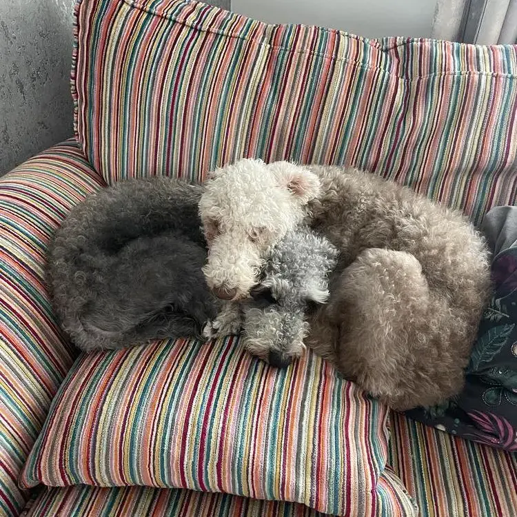 Bedlington Terrier