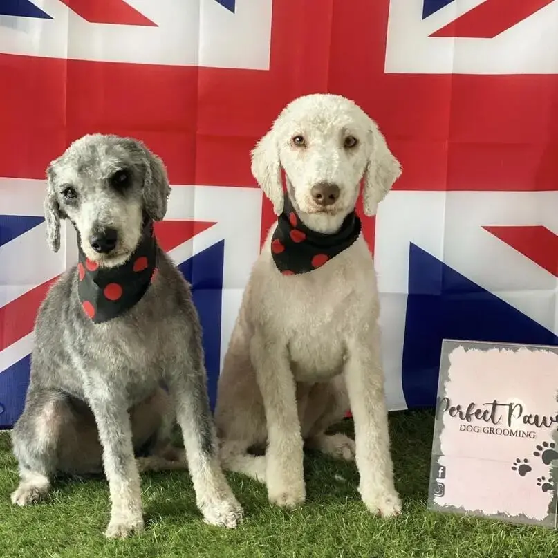 Bedlington Terrier