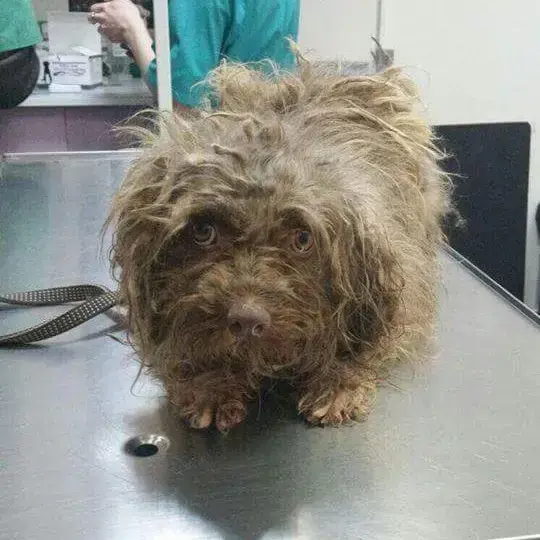 Tibetan Terrier