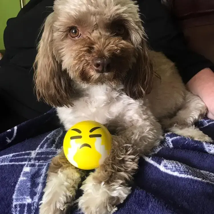 Tibetan Terrier