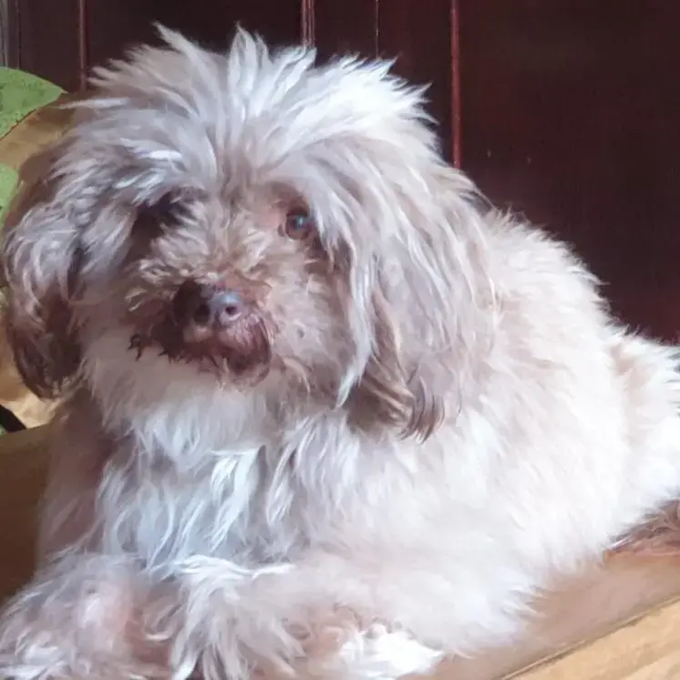 Tibetan Terrier