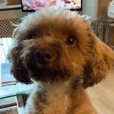 Tibetan Terrier
