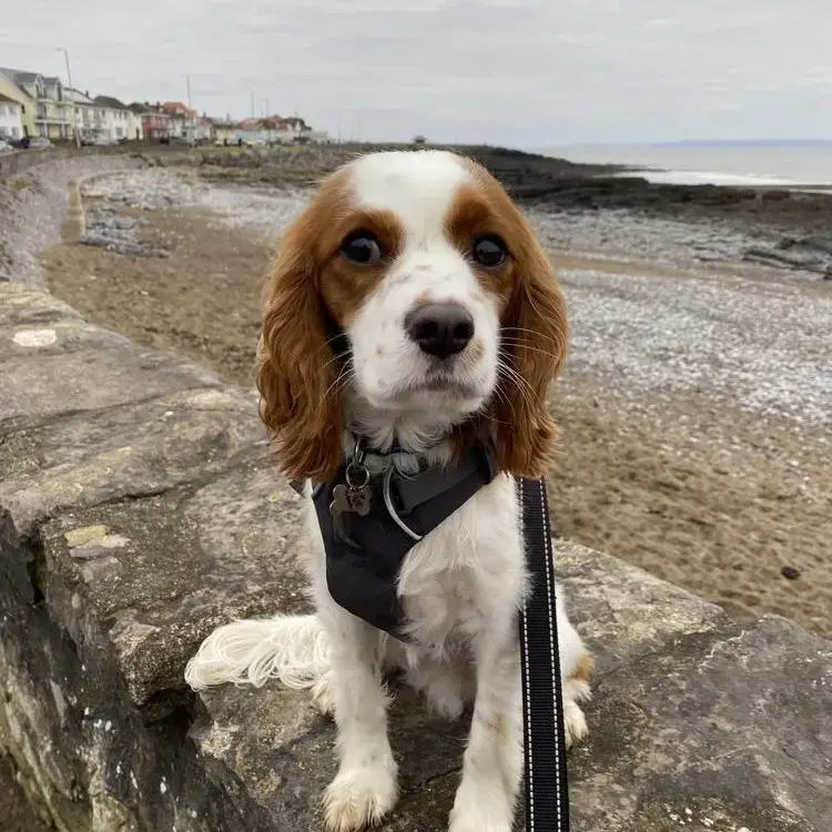 King Charles Spaniel