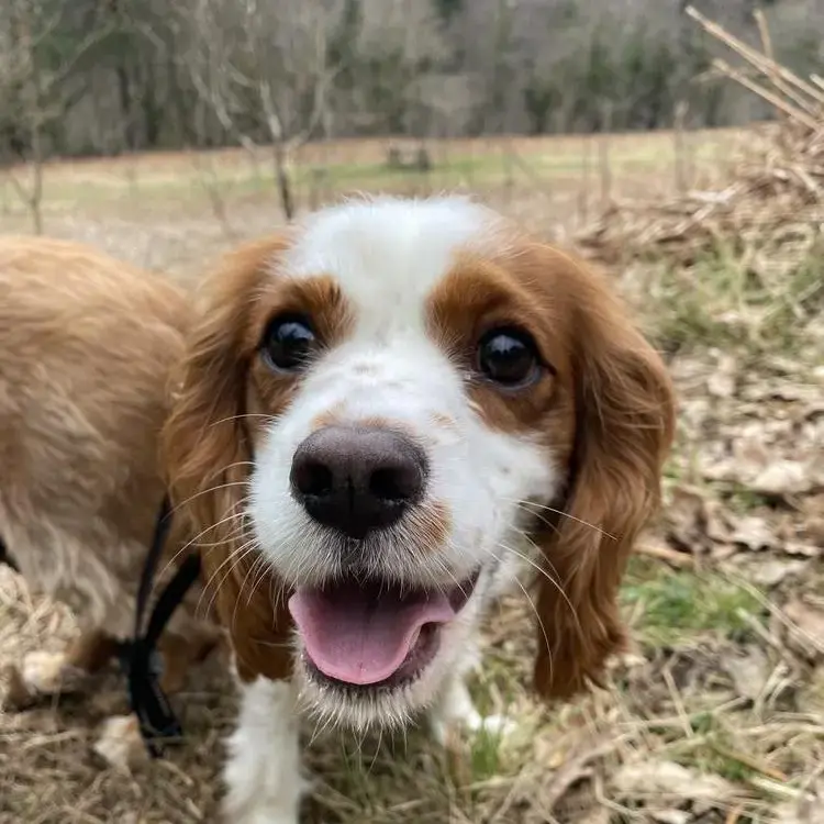 King Charles Spaniel