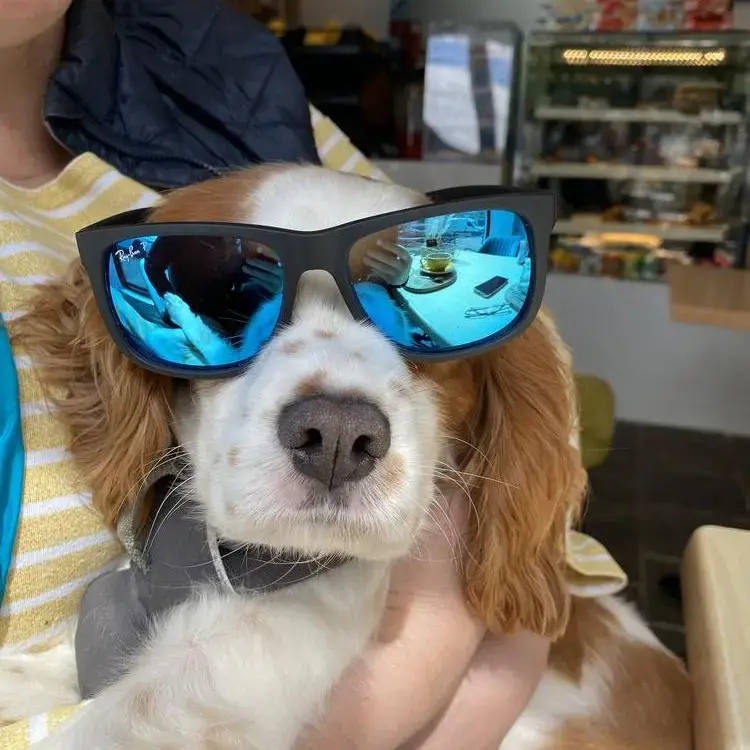 King Charles Spaniel