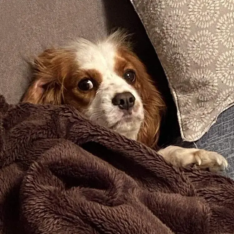 King Charles Spaniel