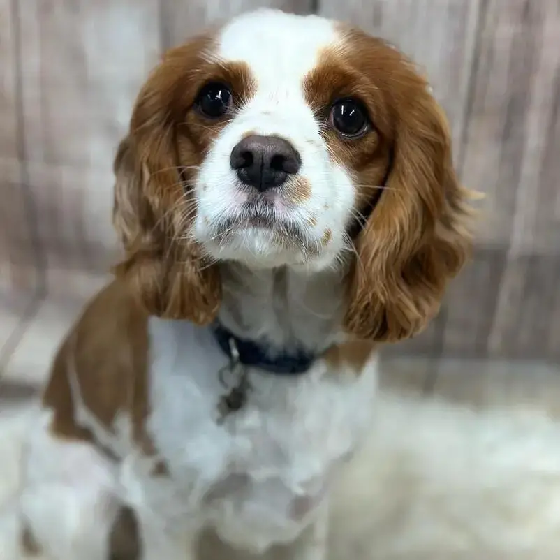 King Charles Spaniel