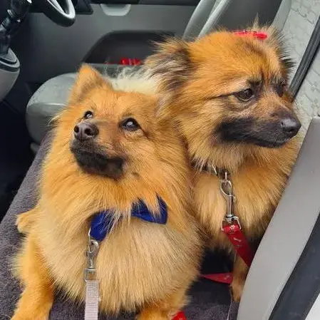Pomeranian