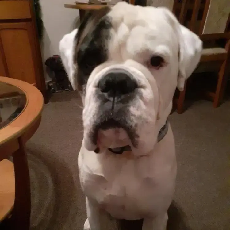Boxer