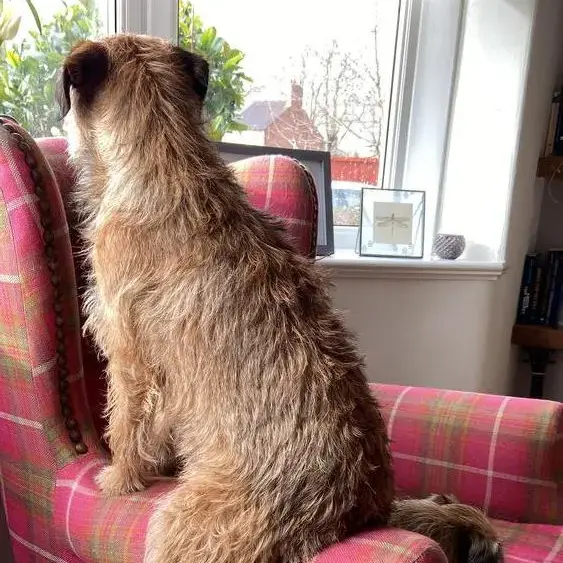 Border Terrier